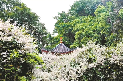 千年古樹述城史 萬木枝繁縈鄉愁