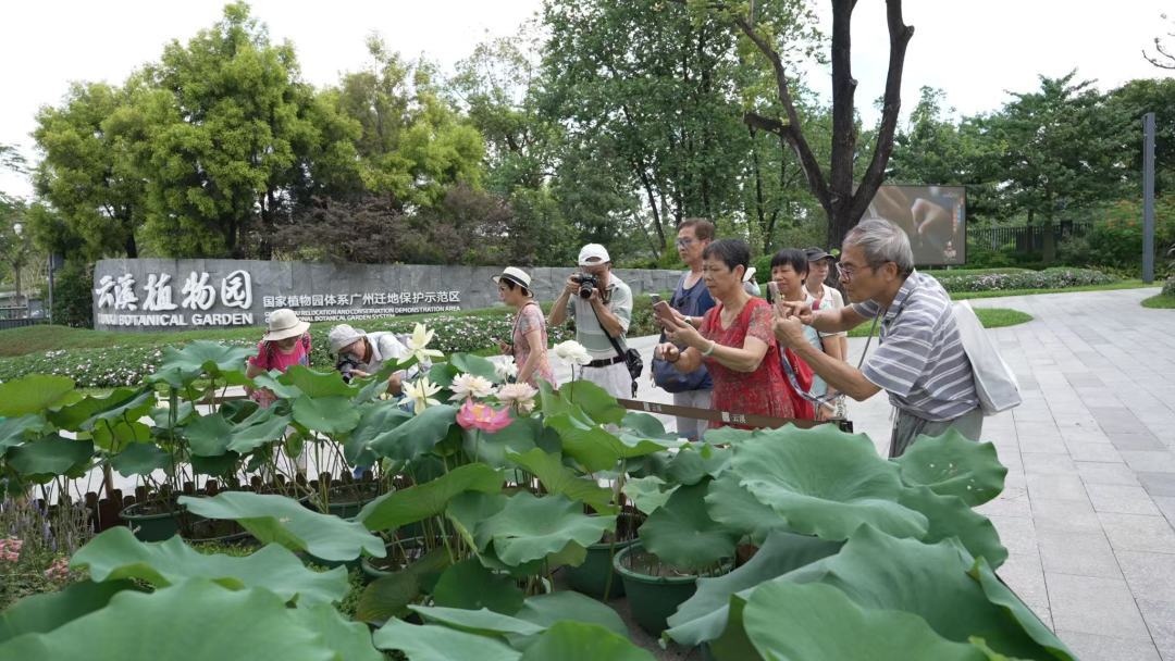 150種荷花“上岸”！廣州云溪植物園“荷”你相約