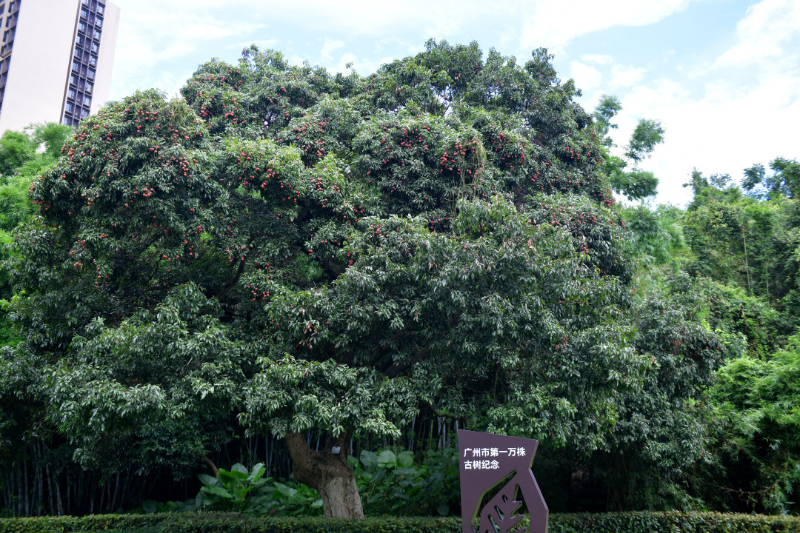 古荔真給“荔”！廣州最古老荔枝樹和第一萬(wàn)株古樹均碩果滿枝