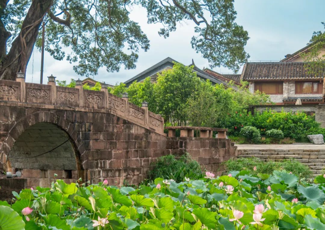 廣州“長在蓮花里”的700年古村！太避暑了