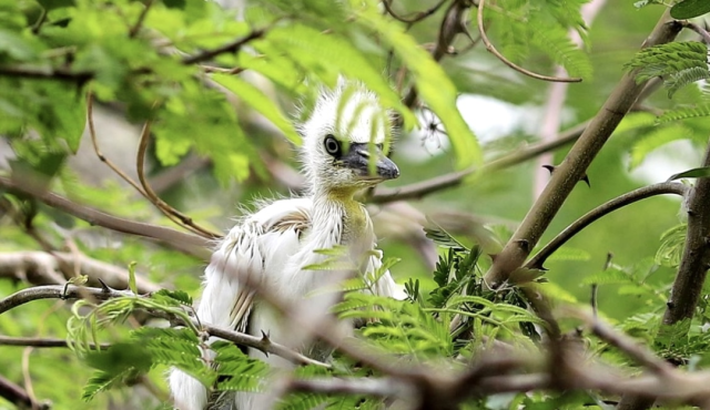 遷飛的候鳥，花都歡迎你！
