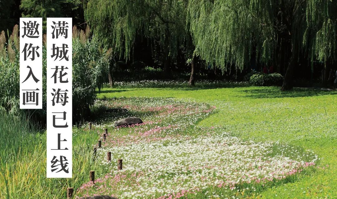 倒計(jì)時(shí)100天！花城全城花海已上線