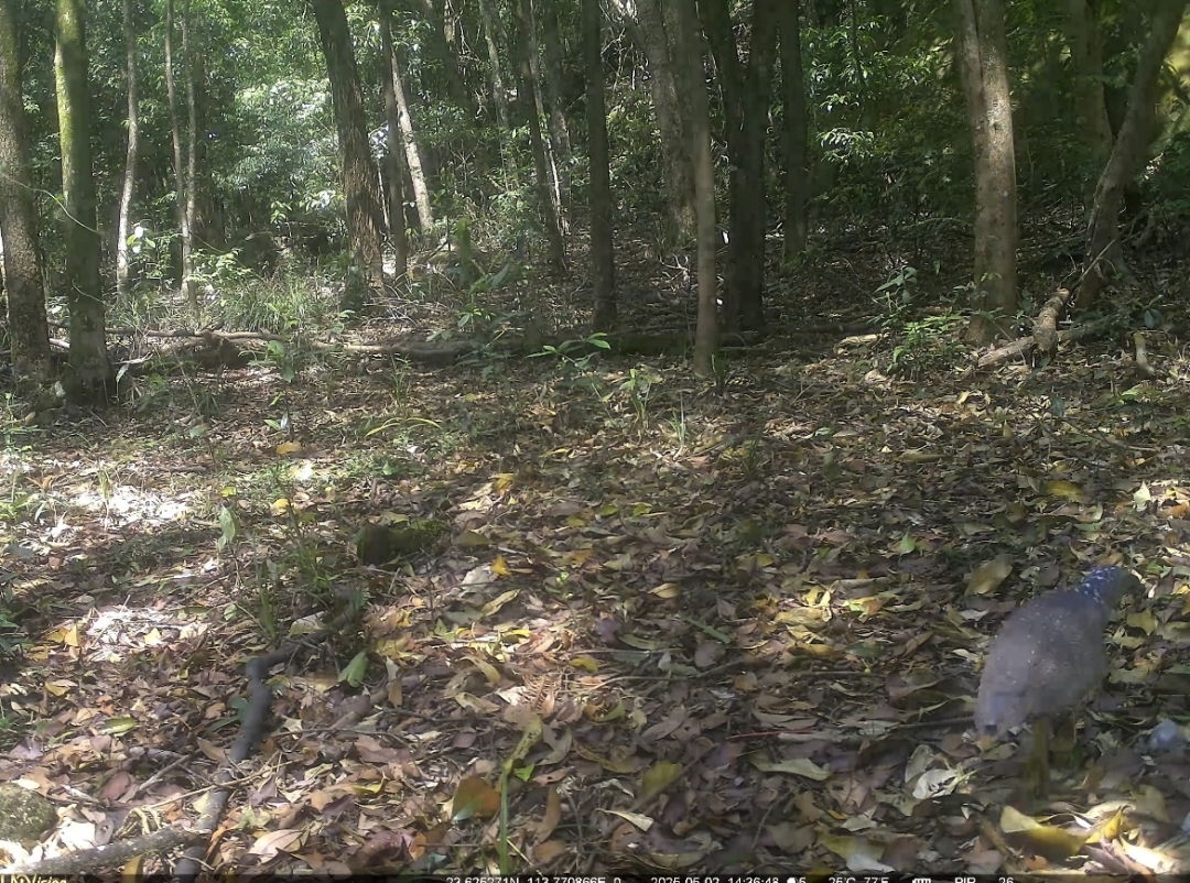 罕見！國家二級保護動物黑冠鳽現身廣州石門國家森林公園