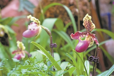 “粉紅探戈”邀你共舞