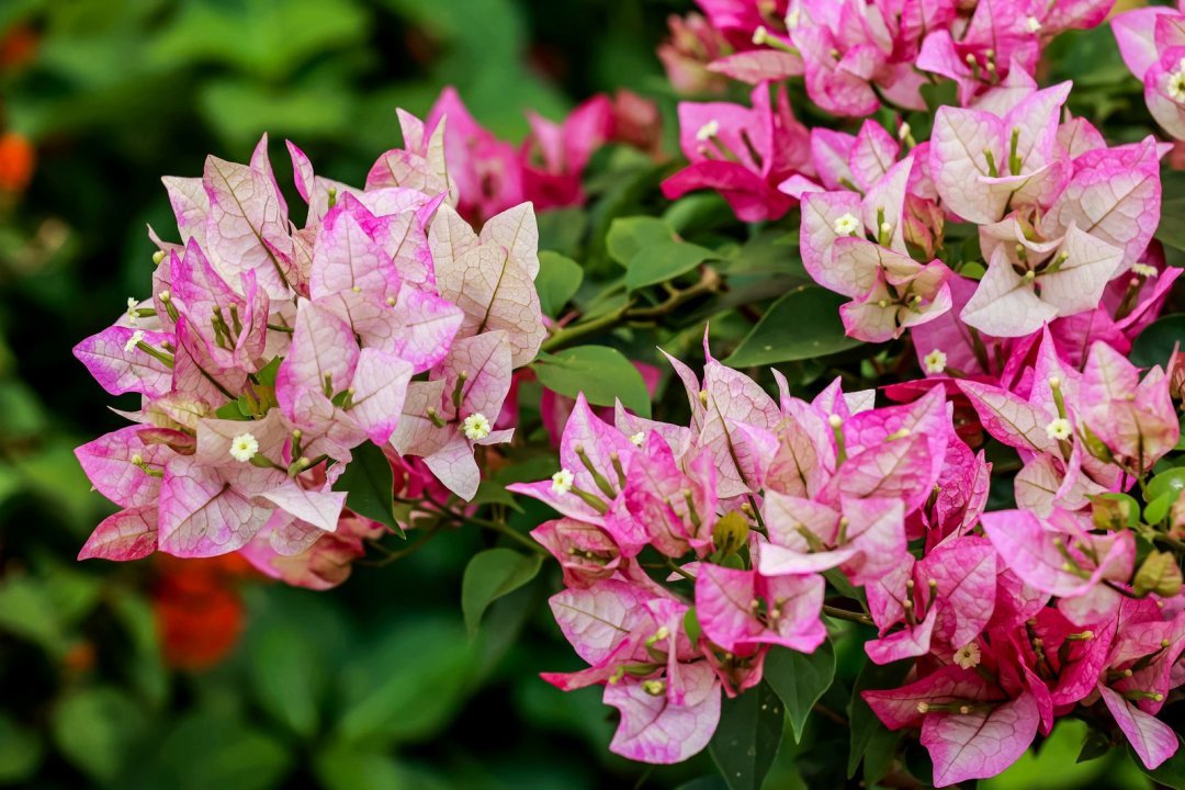 以花為媒，共繪綠韻灣區(qū)！名園名花展上演自然與城市的對話